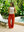 PANTALÓN FLORIDA