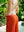 PANTALÓN FLORIDA