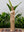 VESTIDO COSTERA CAFÉ